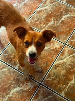 Sanfte Amber ( 1 Jahr, 30 cm, 7 kg) sucht liebevolles Zuhause  Bild 3