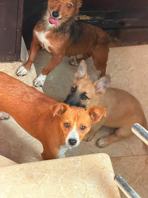 Sanfte Amber ( 1 Jahr, 30 cm, 7 kg) sucht liebevolles Zuhause  Bild 7