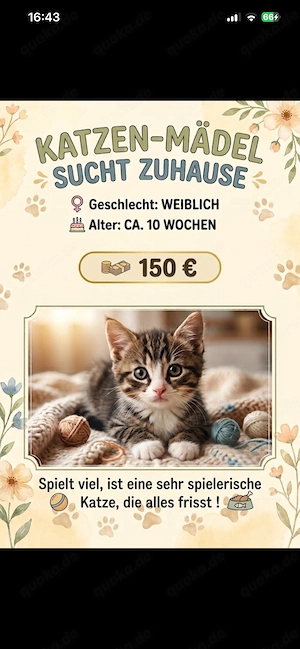 Kleiner schwarzer Kater mit hellblauen Augen sucht Zuhause! (150  )