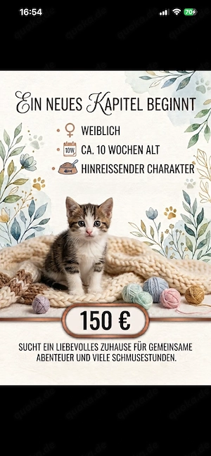 Süßes Kätzchen zu verkaufen