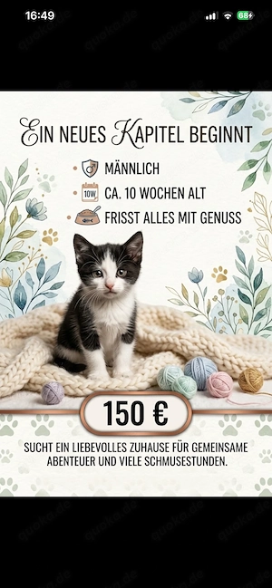 Süßes Kater zu verkaufen