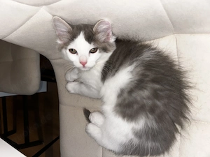 Männchenkatze mischling 