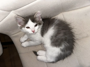 Männchenkatze mischling  Bild 2