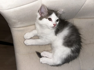 Männchenkatze mischling  Bild 3