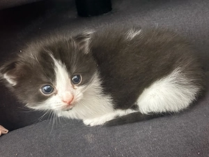 kleiner Kater sucht ein Zuhause