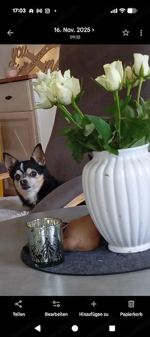 Älterer lieber Chihuahua Mann 