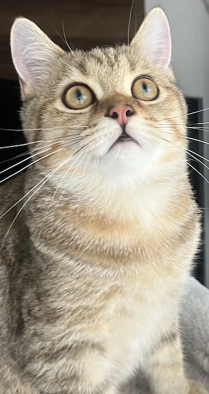 Bkh Katze(Kitte)ABHOLBEREIT Stammbaum geimpft komplett 