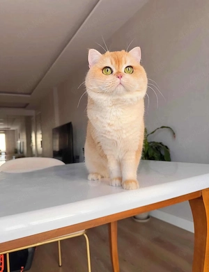 BKH Kater NY12 Golden Shell   Zuchtkater mit WCF Stammbaum