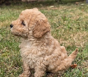 Maltipoo  Welpen 