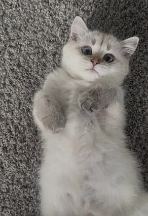 BKH Kitten