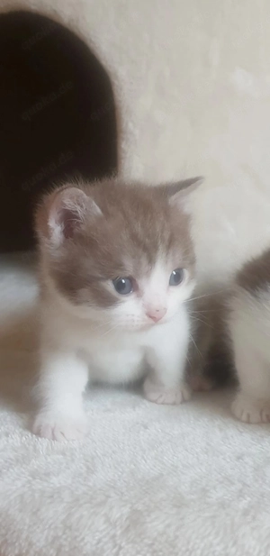 Britisch Kurzhaar BKH Kitten