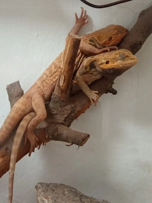2 Bartagamen optional mit Terrarium 
