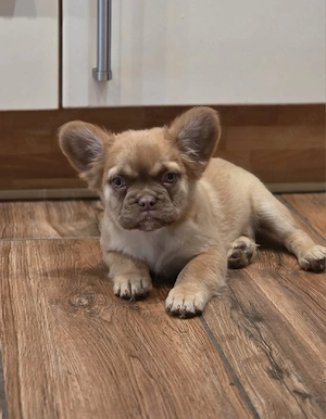 Traumhafte Französische Bulldoggen Welpen Seltene Farben 