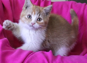 Britisch Kurzhaar Mädchen in cinnamon tortie-white
