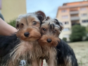 Zwei Yorkis Weibchen suchen liebevolle Familien 
