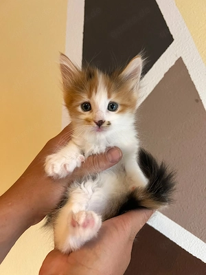 Maine Coon Kitten Ohne Papiere 