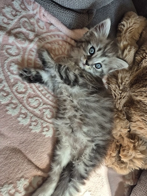Maine Coon Kitten Kater