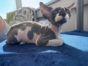 Nika weibchen extrem zutraulich und verschmust  Bild 3