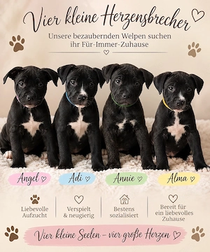    Old English Bulldog Mix Welpen suchen ein liebevolles Zuhause   