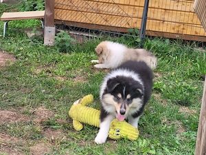 Colliewelpen mit VDH Papiere 