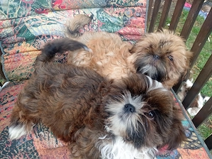 Shih Tzu Welpen Rasselbande sucht..