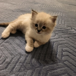Ragdoll kitten
