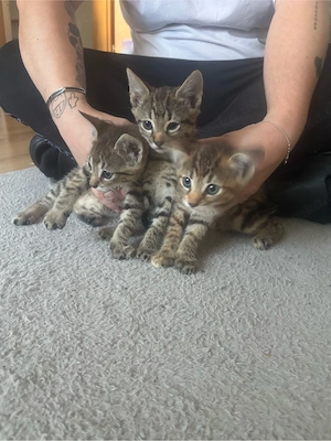 3 goldige bengal mix