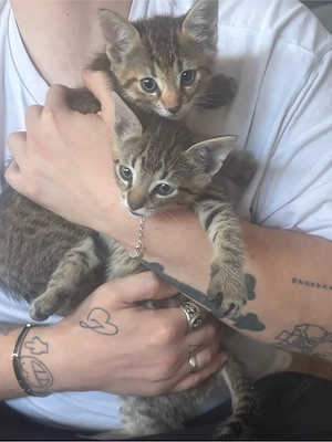 2 bengal mix abgabebereit