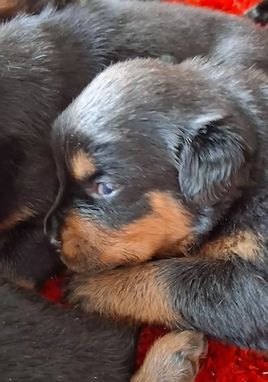 Rottweiler Welpen! Bild 2