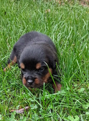 Rottweiler Welpen! Bild 3