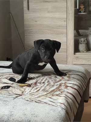    Old English Bulldog Mix Welpen suchen ein liebevolles Zuhause   