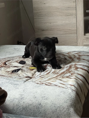    Old English Bulldog Mix Welpen suchen ein liebevolles Zuhause   