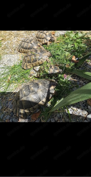 Breitrandschildkröten aus 2012