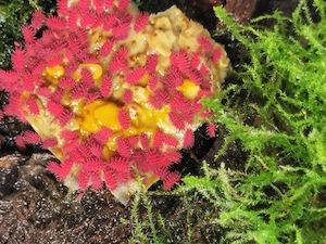 Rambutanura sp Thai Red Spiky 