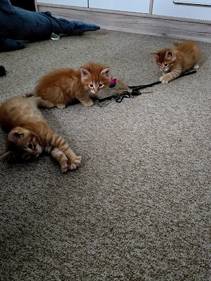 Main Coon Mix Kitten 
