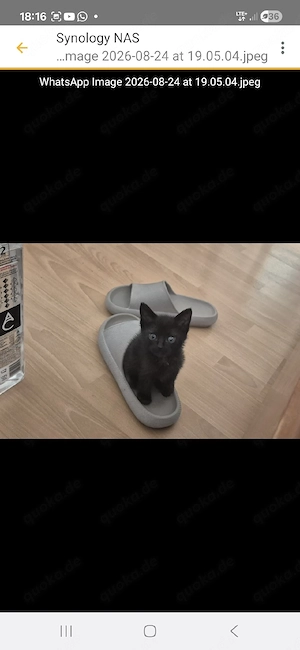 Kasi - kleines Katerchen sucht sein Traumzuhause