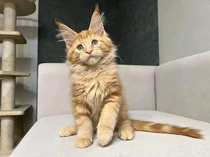 Geimpfte rote und orangefarbene Maine-Coon-Kätzchen