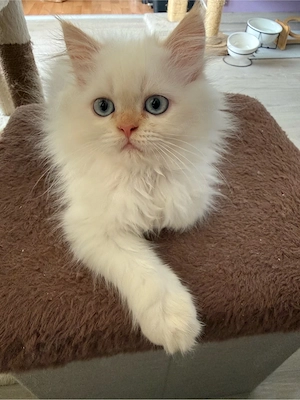 Perserkitten mit Nase