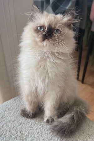 Perserkitten mit Nase