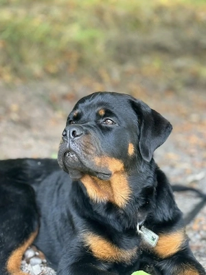 Rottweiler in Liebevolle Hände abzugeben