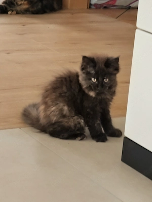 zauberhafte Maine Coons Kitten gengetesteter Eltern