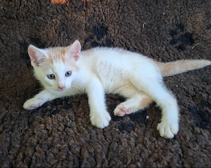 Hauskatzen