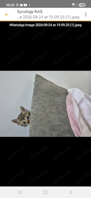 Kathi - kleines Tigermädchen sucht ihr Traumzuhause