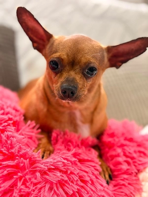Sissi - kleine Dame sucht Zuhause!