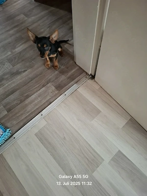 Mischlings Rüde zu Verkaufen 