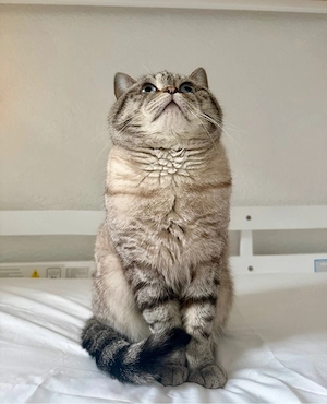 BKH Deckkater   blauäugiger, getigerter Britisch Kurzhaar Kater Bild 2