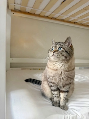 BKH Deckkater   blauäugiger, getigerter Britisch Kurzhaar Kater