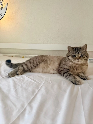 BKH Deckkater   blauäugiger, getigerter Britisch Kurzhaar Kater Bild 3