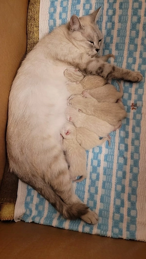 BKH Deckkater   blauäugiger, getigerter Britisch Kurzhaar Kater Bild 6