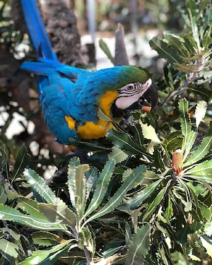 Wunderschöne blaue und goldene Aras zu verkaufen Bild 5
